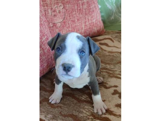 Κουτάβια Blue American Staffordshire Terrier